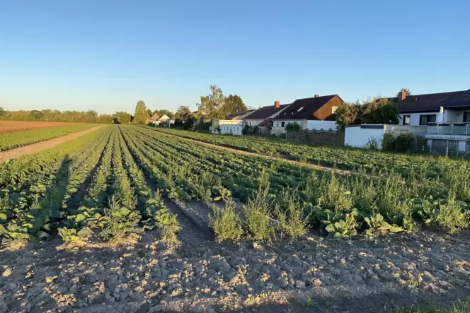 Hier am nördlichen Rand von Bobenheim-Roxheim könnten Bauplätze entstehen. Die Vorstellung gefällt den jetzigen Anwohnern gar ni