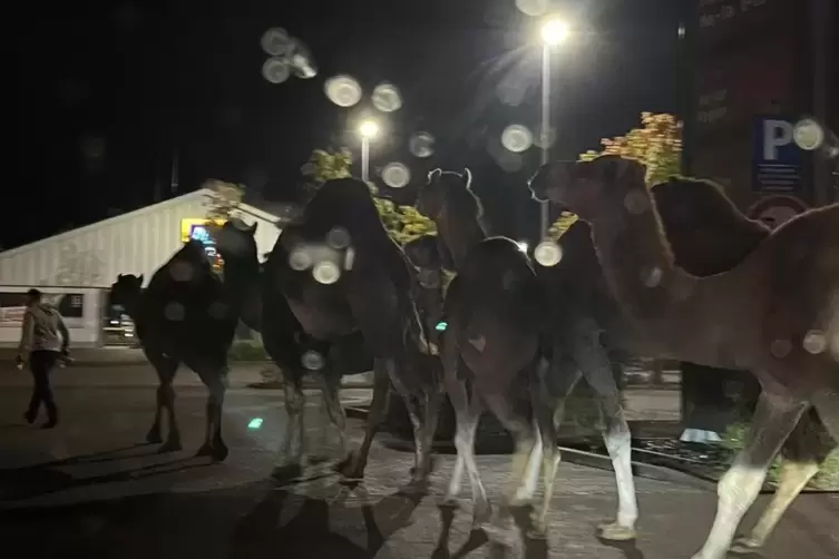 Kamele auf dem Parkplatz eines Lebensmitteldiscounters in Bretzenheim bei Bad Kreuznach. 