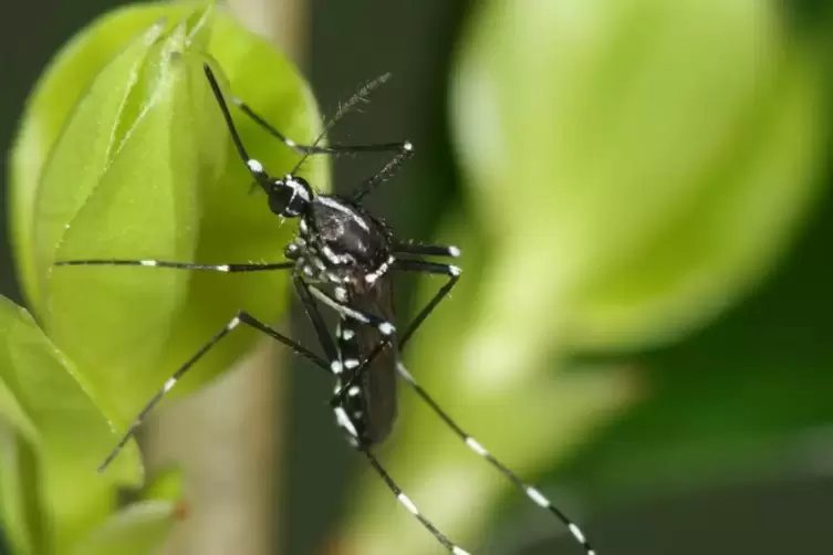 Die Asiatische Tigermücke: Sie ist erkennbar an ihrer auffälligen Zeichnung, kann unter anderem das Dengue- und das Zikavirus üb