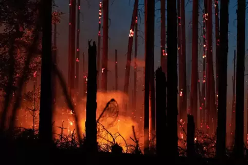 Weil die Menschen die Kernzone des Pfälzerwaldes nicht betreten sollen, sieht das Land keien große Waldbrandgefahr. 