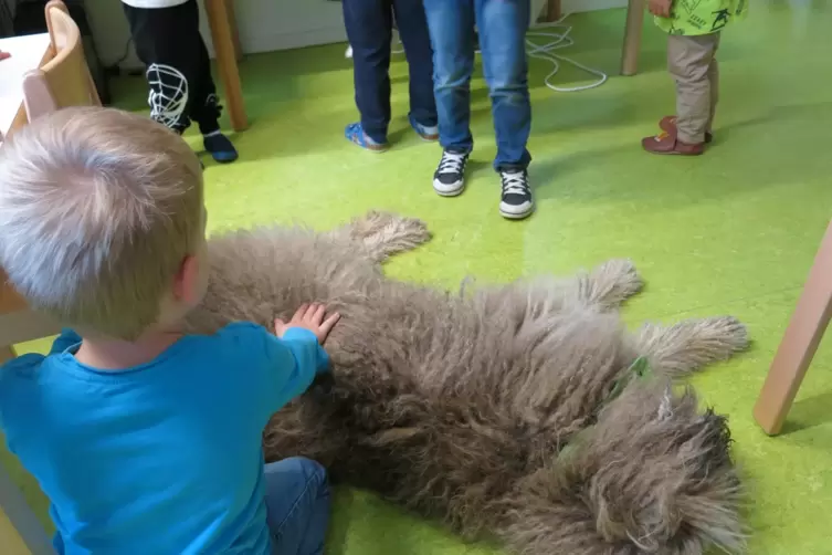 Hund Silas schaut zweimal die Woche in der Kita Entdeckungskiste vorbei. 