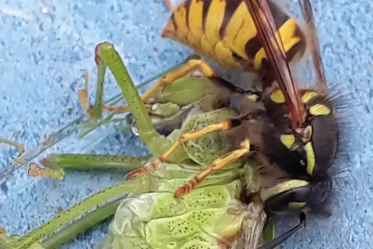 Festmahl: Eine Wespe macht sich in Lambsheim über eine tote Heuschrecke her. 
