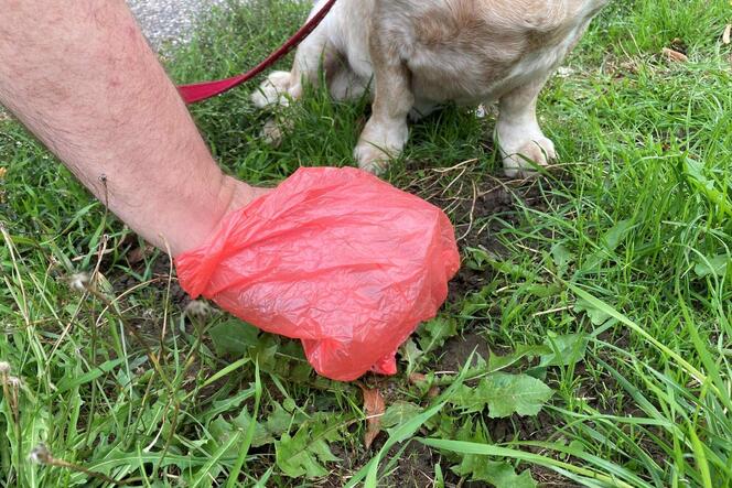 Hundehalter müssen in Pirmasens bei jedem Gassi eine Tüte mitführen und auch benutzen, wenn Waldi etwas fallen lässt.