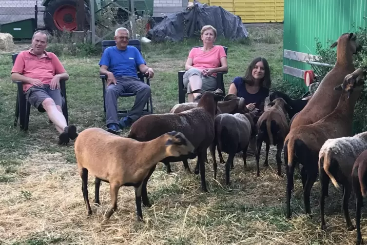 Jeden Abend tierisch entspannend für die zweibeinigen Beobachter: die Fütterung der zwölf Schafe auf einer Rodenbacher Wiese. Be