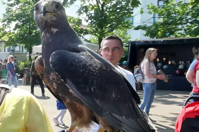 Stattlicher Vogel: Blaubussard Zeus.
