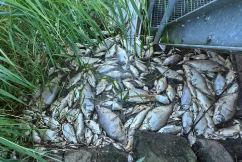 Das massive Fischsterben war am 9. August auf der deutschen Seite des Grenzflusses entdeckt worden. 