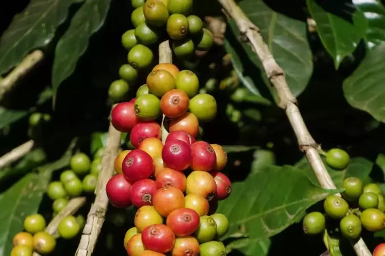 Kaffeebohnen der Sorte Arabica wachsen an einem Strauch. 