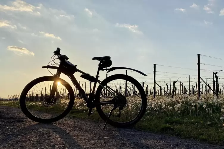 Die Radtour führt durch Weinberge, Weindörfer und vorbei an Weinstuben.