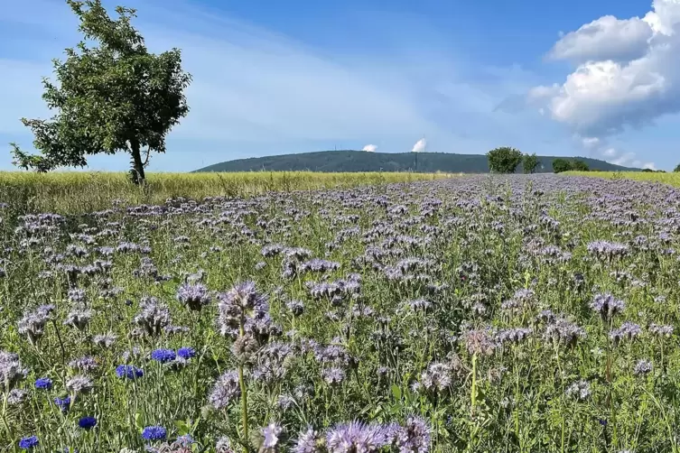 Das ist heute rund um den Donnersberg passiert. 