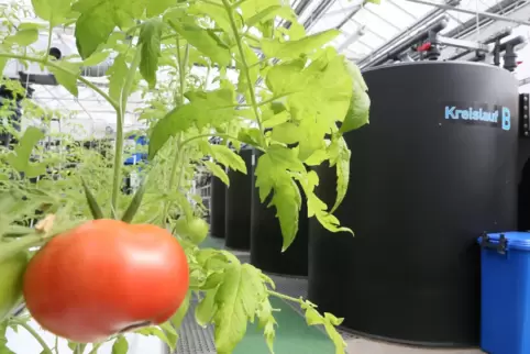Aquaponik-Anlagen nutzen das Wasser aus Fischbecken, um Pflanzen zu düngen. Ein solches Kreislauf-System – hier zu sehen im Berl Aquaponik-Anlagen nutzen das Wasser aus Fischbecken, um Pflanzen zu düngen. Ein solches Kreislauf-System – hier zu sehen im Berl