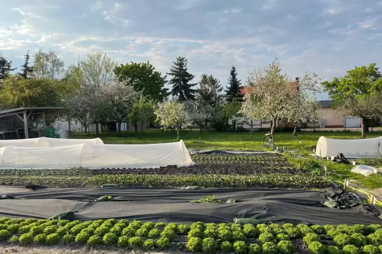 Neben dem Gem&uuml;seanbau geh&ouml;rt auch eine Streuobstwiese zu dem Betrieb von Matthias Willenbacher. 