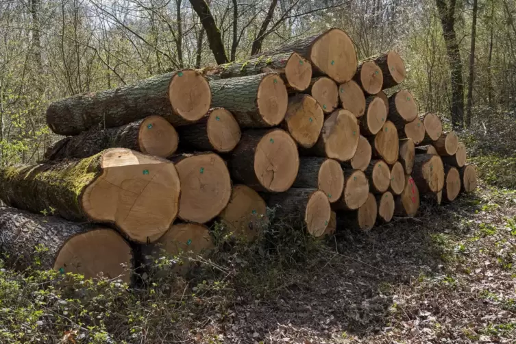 Wer Brennholz bestellen möchte, muss sich bis Ende Oktober beim Forstamt in Kusel melden. 