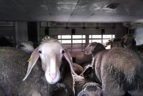 in Blick in das Innere des Tiertransporters.
