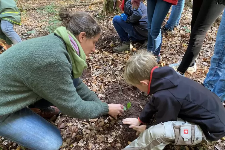Unter der Anleitung von Försterin Isabelle Behret pflanzen die Kinder die jungen Bäume ein. 