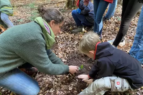 Unter der Anleitung von Försterin Isabelle Behret pflanzen die Kinder die jungen Bäume ein. 