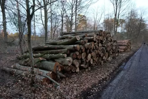 Zum Abtransport bereitgelegt: Laubbäume und Kiefern aus dem Stadtwald im Frühjahr 2020. 