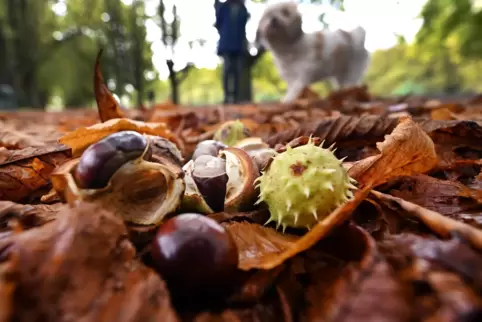 Wenn der Herbst Einzug hält, ist Kastanienzeit. Am Dienstag beginnt in Hauenstein die „Keschdewoch“. 