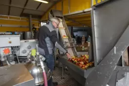 Die Äpfel werden gewaschen und über ein Förderband zur Mühle transportiert. 