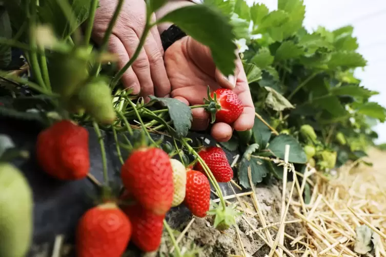 Eignen sich gut für den Eigenanbau: Erdbeeren.