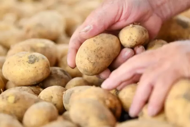 Saisonales Gemüse ist günstiger und schmeckt besser.