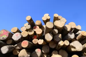 Waldbewirtschaftung: eines der Streitthemen. Waldbewirtschaftung: eines der Streitthemen.