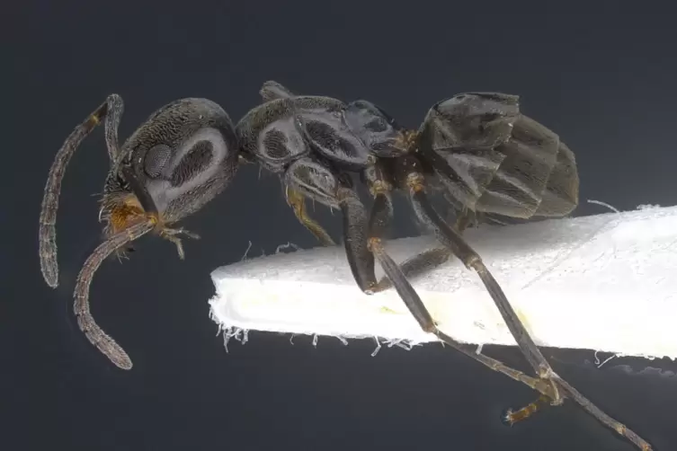 Präparat einer Ameise der Art Tapinoma magnum. 
