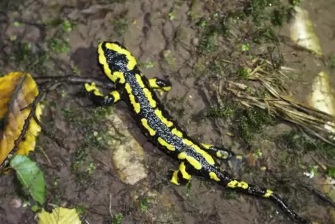 Ein Feuersalamander in Bobenthal. 