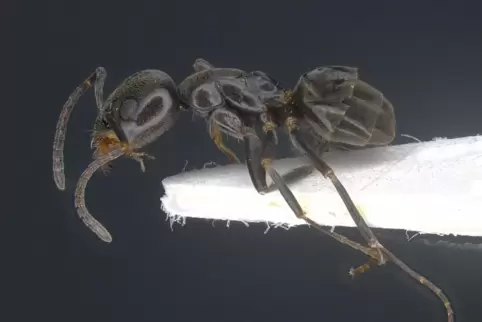 Präparat einer Ameise der Art Tapinoma magnum.