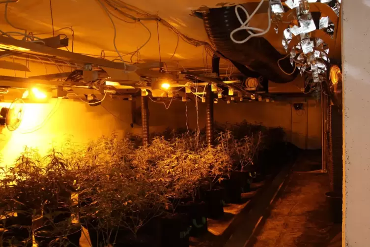 Die Cannabispflanzen in der von der Polizei ausgehobenen Plantage. 