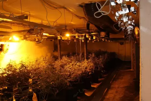 Die Cannabispflanzen in der von der Polizei ausgehobenen Plantage. 