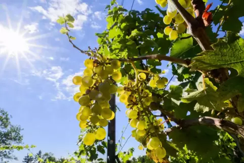 Auf einen sonnigen und trockenen Sommer folgte ein nasser Herbst – und stellte die Winzer in der Region vor Herausforderungen. 