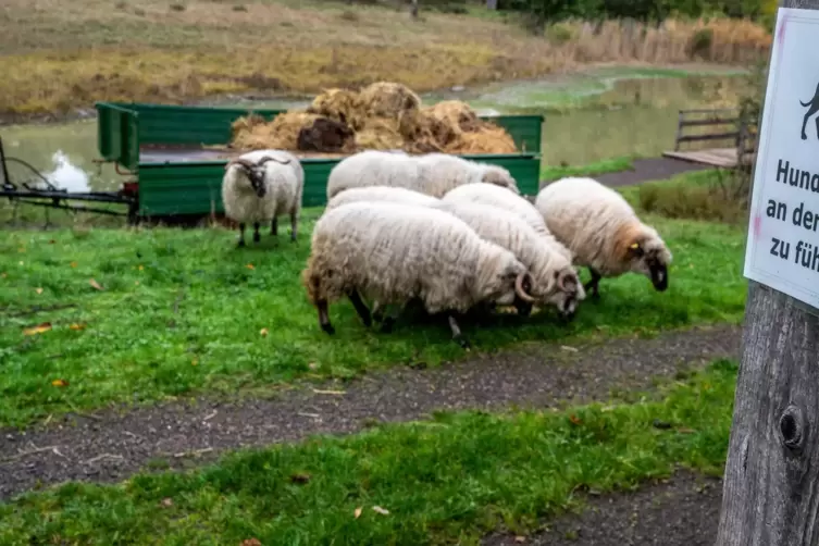 Gleich zwei Schafe wurden bei dem Vorfall verletzt.