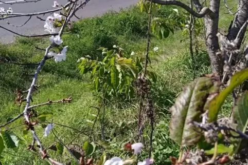 Warum blüht der Kirschbaum an der B271? Ein ungewöhnlicher Anblick im Herbst.