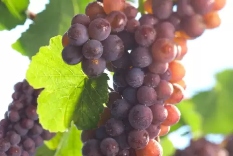 Grauburgunder ist ein beliebter Dauerbrenner in allen deutschen Weinbaugebieten. 