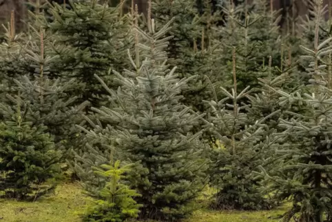 Kräftig gewachsen: Das gilt in diesem Jahr für zahlreiche Weihnachtsbäume. 