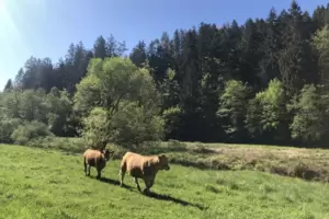 Glanrinder werden bei Beweidungsprojekten eingesetzt, hier im Karlstal bei Trippstadt. Glanrinder werden bei Beweidungsprojekten eingesetzt, hier im Karlstal bei Trippstadt.