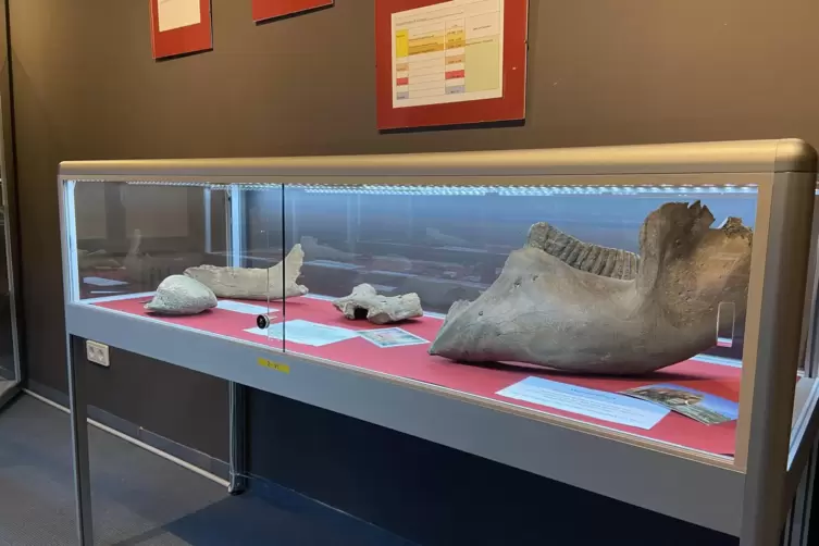 &Uuml;berreste von Tierknochen in der Ausstellung &bdquo;Lange vor unserer Zeit&ldquo;. 