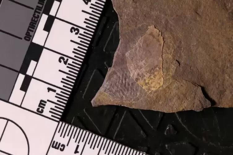 Das Fossil ist nur wenige Zentimeter groß.