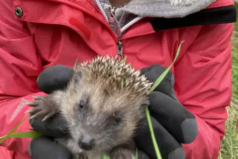 Die Igel wurden danach in ihre Kuhle zurück gesetzt.