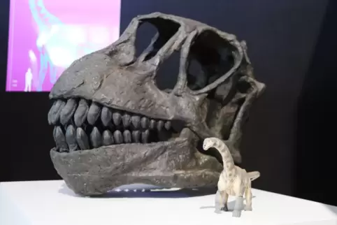 Unser Bild zeigt einen Langhalsdinosaurier. 
