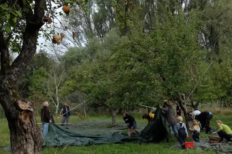 Gemeinsam anpacken, gemeinsam profitieren: Wer viele Obstbäume im Garten hat, kann sich Helfer für die Ernte einladen. In Hamm w