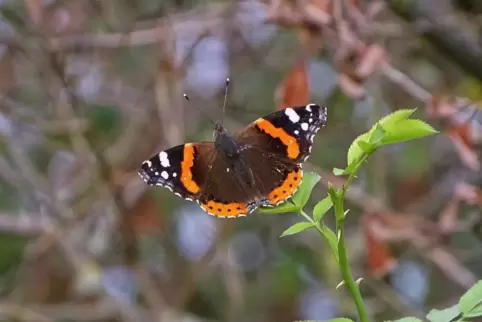 Herbstschönheit mit samtigen Flügeln: der Admiral.