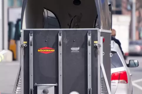 Ein Pferd, das nach Frankreich überführt werden sollte, geriet im Transportanhänger aus unbekannter Ursache in Panik. 
