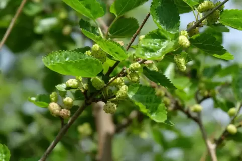 Vögel haben weiße Maulbeeren zum Fressen gern. 