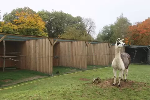 Ein Lama vor einem der neuen Käfige.