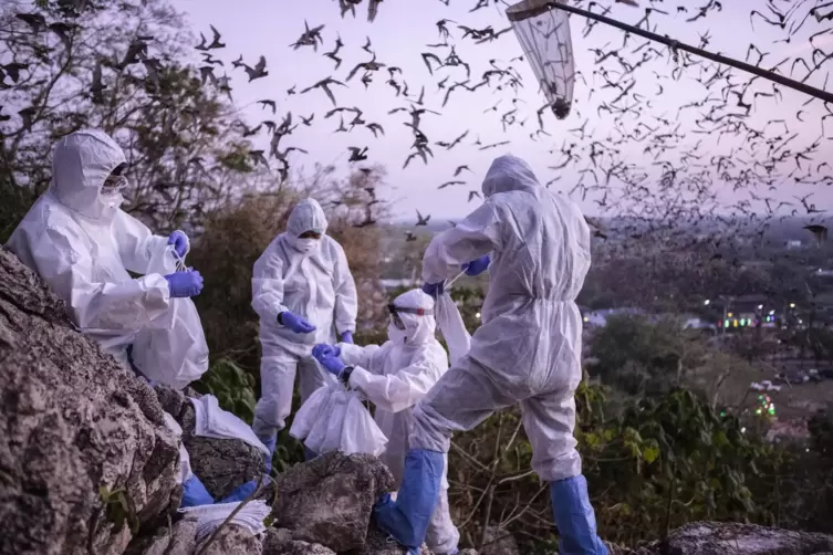 Auf der Suche nach dem Ursprung: Ende 2020 fingen thailändische Wissenschaftler Fledermäuse ein, die aus ihrer Schlafhöhle bei R