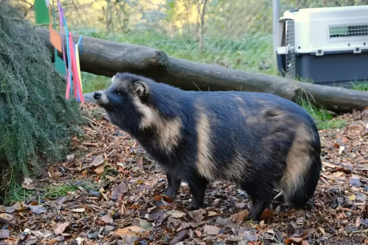Einer der Marderhunde verl&auml;sst die Transportbox. 