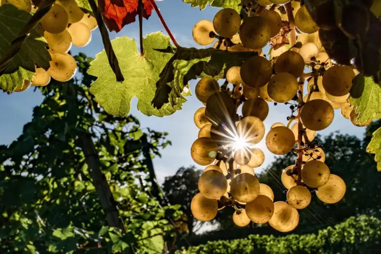 symbolbild_riesling_trauben_wein_weinberg_herbst_dpa
