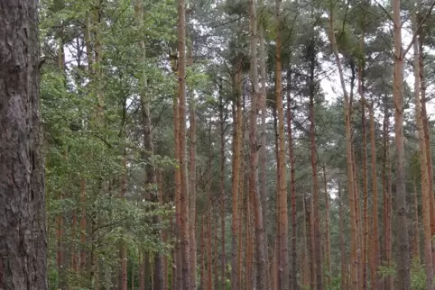 Zahlreiche Kiefern im Maxdorfer Wald müssen gefällt werden. 