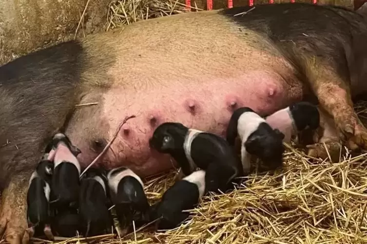 Das Fleisch des Sattelschweins, hier mit Ferkeln, hat ein spezielles Aroma. 